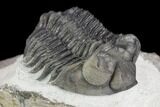 Coltraneia Trilobite Fossil - Huge Faceted Eyes #125241-1